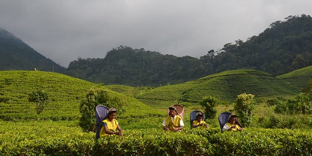 Tea Production in Sri Lanka