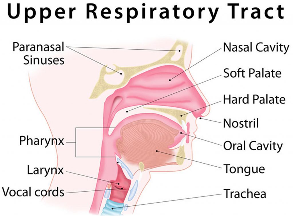 Upper Respiratory Tract Infection
