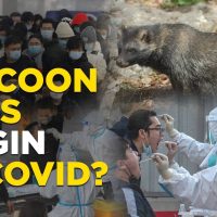 Covid origins linked to raccoon dogs in China