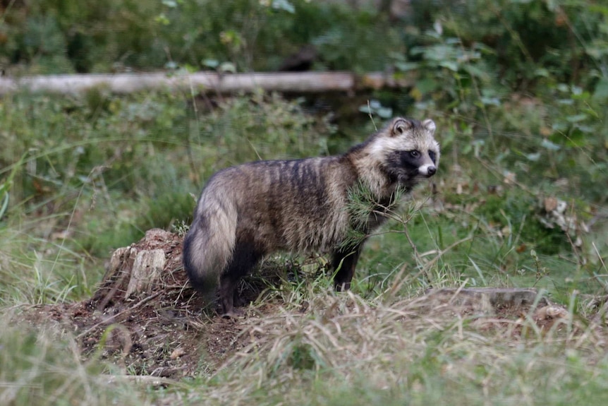 Covid origins linked to raccoon dogs in China 
